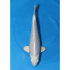 KGE.131 GINRIN PURACHINA